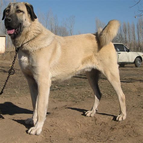 Kangal Breed Guide - Learn about the Kangal.