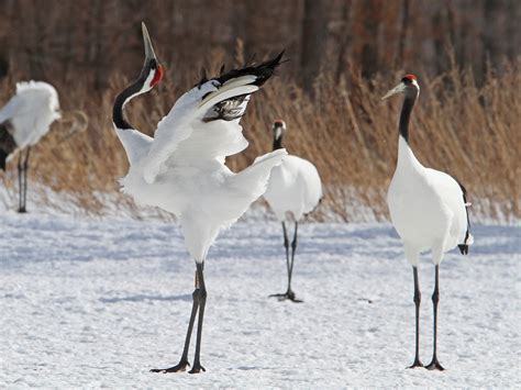 Red-crowned Crane - eBird