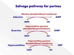 Purine Salvage Pathway - New