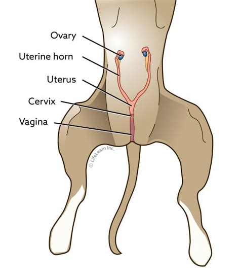 Is It Better To Get Your Dog Neutered