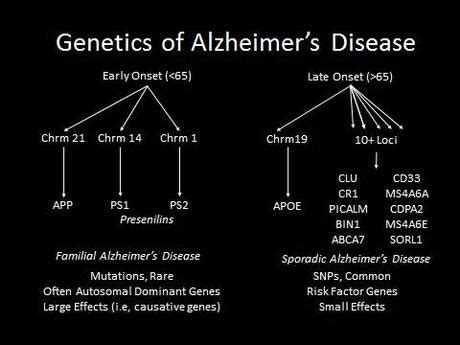 The Coming Alzheimer’s Epidemic, the Cholinergic Hypothesis, and Nerve Growth Factor Gene ...