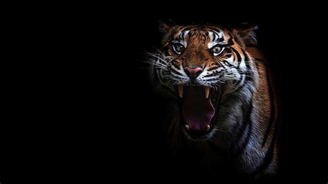 1920x1080px, 1080P Free download | Tiger Roar - Awesome, Roaring Tiger ...