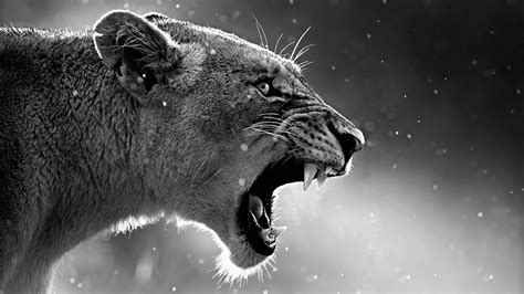 Lion Wallpaper Black and White (50+ images)