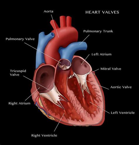 Complete Heart Anatomy - Origami