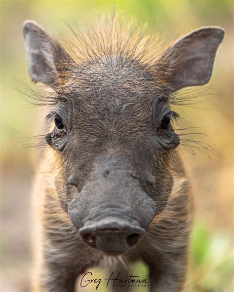 Greg Hartman Photography on Instagram: “With the rains come the babies. 😊. #warthog #mapulalodge ...