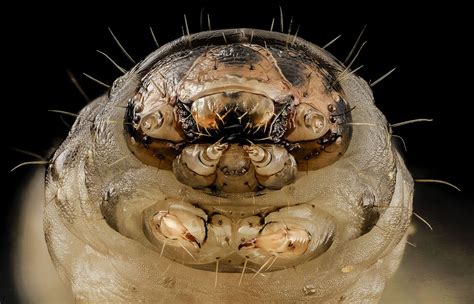 Black Cutworm | Wisconsin Vegetable Entomology