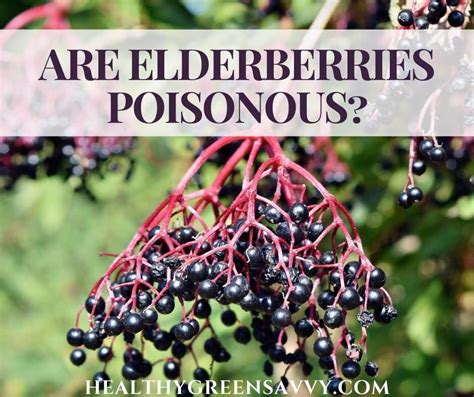 Elderberry Vs Elderflower Taste | Best Flower Site