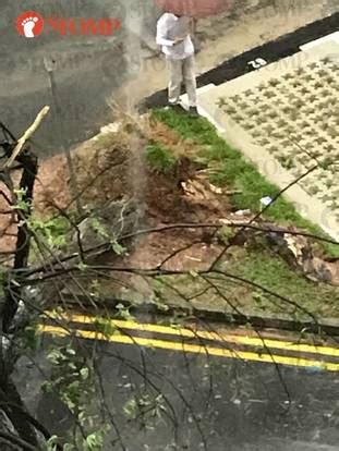 Tree falls and blocks traffic near Geylang Polyclinic due to heavy bout ...