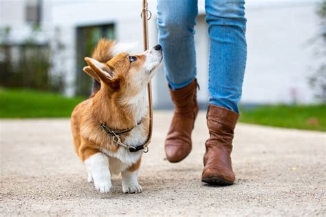 Mastering the Walk: How to Teach Your Dog to Heel