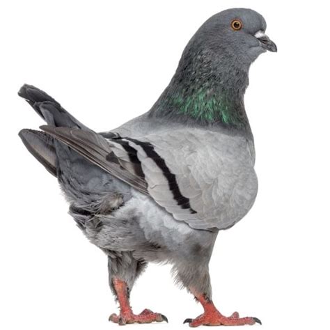 Understanding the Feral Pigeon | Facts & Info About Pigeons