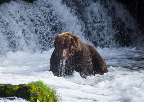 images-naturally!: Alaska ..... Alaskan Brown Bears at Brooks Falls, Katmai National Park.