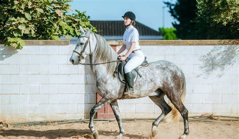 5 Types of Dressage Saddles - Helpful Horse Hints