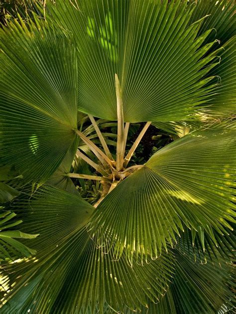 Fan Palm Care Indoors – Tips For Growing Fan Palm Palms