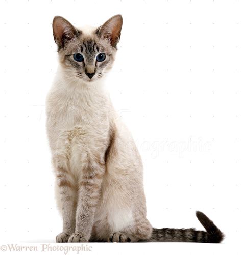 Blue tabby-point Siamese male cat photo WP16659