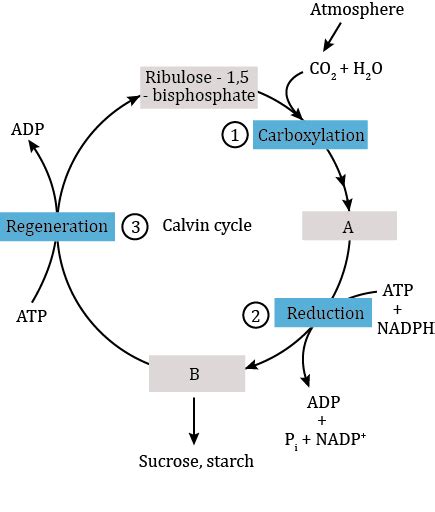 From the diagram given below which represents the Calvin cycle, name ...