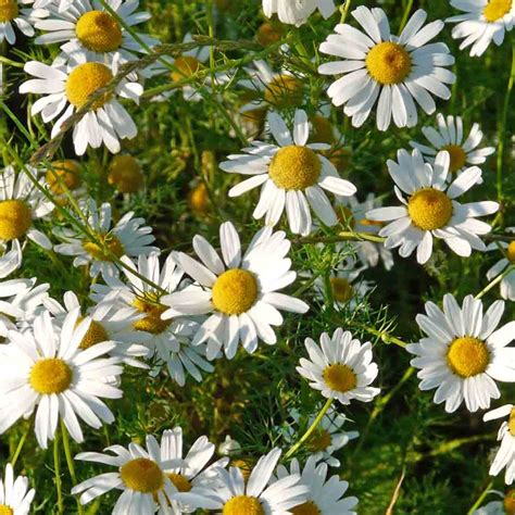 Roman Chamomile Heirloom Seeds | Terroir Seeds