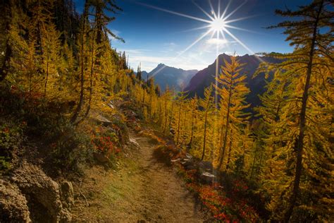 The Science of Larches — Washington Trails Association