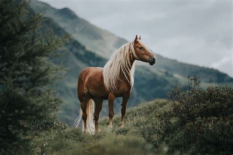 Equine Photography Workshops – Equine by Wengdahl