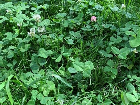 Clover Lawn Mix | OPN Seed