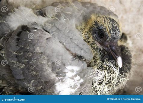 Bird Baby Dove in the Nest. Photo for Your Stock Photo - Image of ...