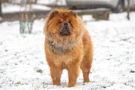 28 Chow Chow Mixes to Brighten Your Day (With Pictures)