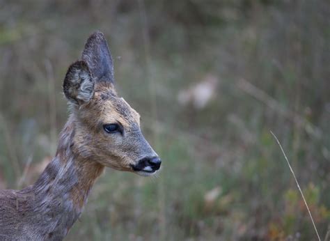 Wildlife the Netherlands – Siemerink Photography