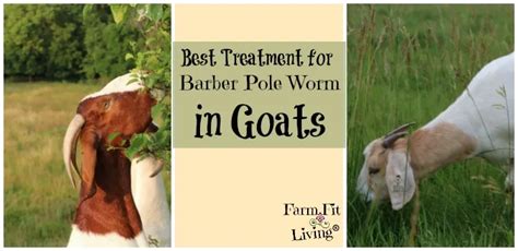 Best Treatment for Barber Pole Worms in Goats | Farm Fit Living