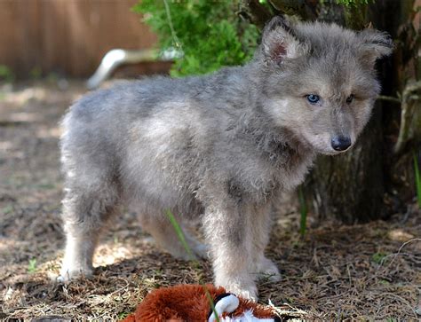 WOLFDOG PUPPY LOVE - WOLFDOG WOLF HYBRID PUPPIES FOR SALE IN FLORIDA