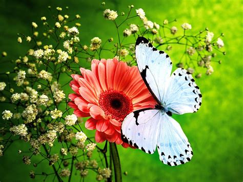 Butterfly And Flower Wallpapers - Wallpaper Cave