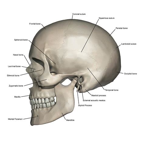 Lateral View Of Human Skull Anatomy by Alayna Guza | Human skull anatomy, Skull anatomy, Head ...