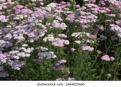 Summer Flowering Pale Pink Achillea Yarrow Stock Photo (Edit Now ...