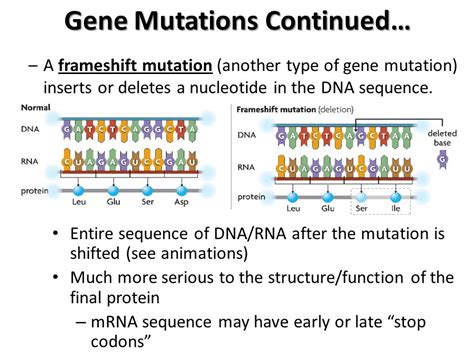 Frameshift Mutation Animation