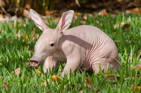 Welcome to Animal Cognizance: Spring Brings Baby Animals a Photo Layout