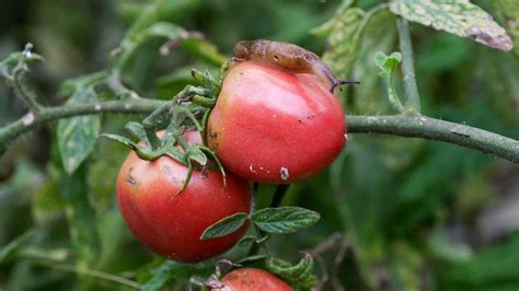 Tomato pests: top tips on 5 common intruders | Gardeningetc