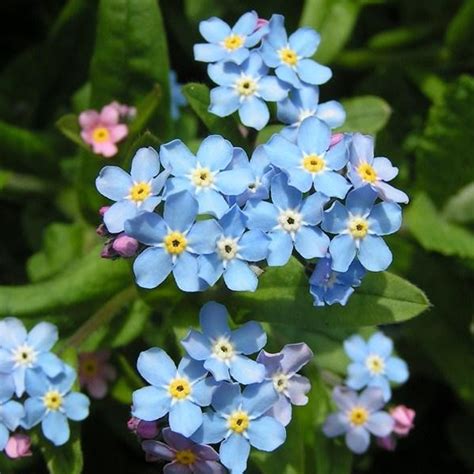 Sea-Lavender Blooming Flower Seeds — USA Garden Center