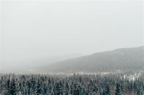 30,000+ Best Snowy Forest Photos · 100% Free Download · Pexels Stock Photos