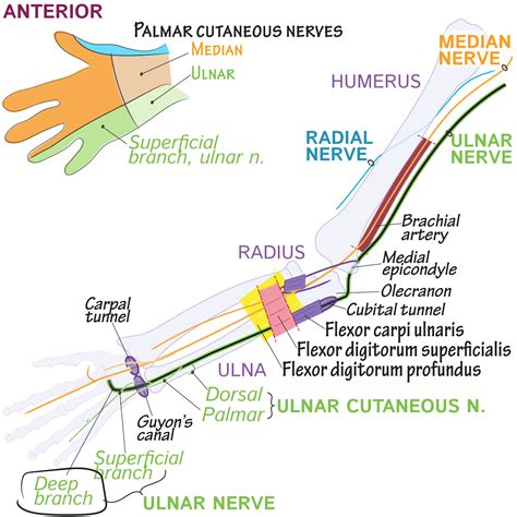 Gross Anatomy Glossary: Deep branch (of ulnar nerve) | ditki medical ...