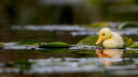 Bing HD Wallpaper May 7, 2024: A duckling swimming in a water meadow ...