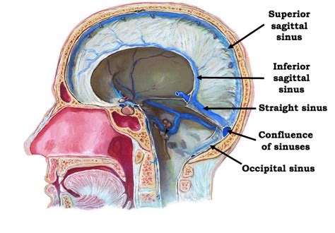 ventricles, meninges, CSF and blood vessels of the brain Flashcards ...