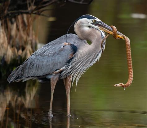 Great blue heron an underrated bird of prey. @NikonUSA #d850pic.twitter.com/VuMcf1ZMmz Heron ...