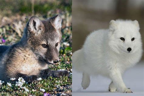 931 best Arctic Fox images on Pholder | Nature Is Fucking Lit, Aww and Awwducational