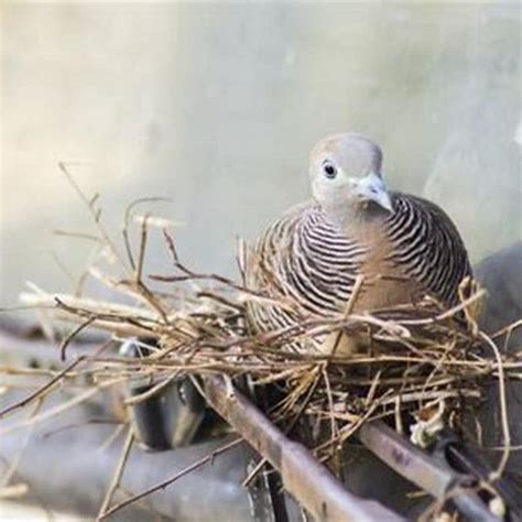 How do birds transmit diseases? - DIY Seattle