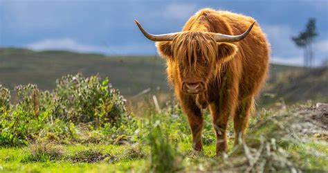 Finding Scotland's Grazing Highland Coos | Authentic Vacations