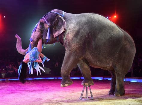 Wild animals to be banned from circuses in England by 2020, says ...