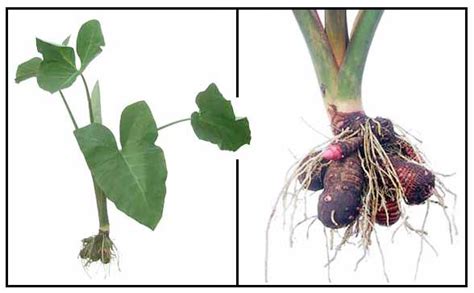 Gabi / Colocasia esculenia / Taro: Philippine Alternative Medicine / Herbal Medicine / StuartXchange