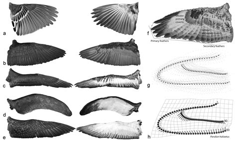 Shape of Bird Wings Depends on Ancestors More Than Flight Style ...