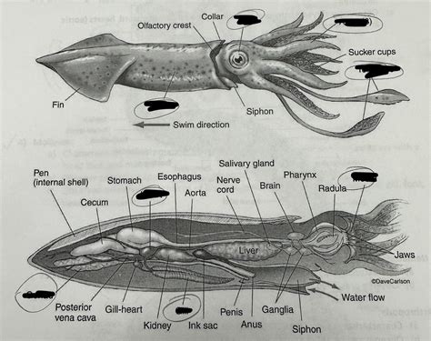 Squid Anatomy Diagram | Quizlet