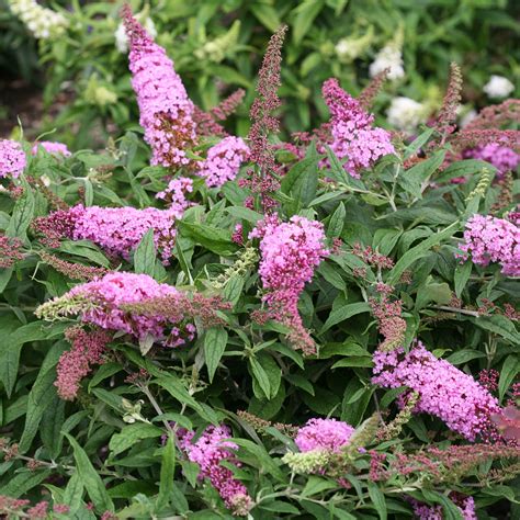 Buddleia PUGSTER PINK - Buy Butterfly Bush Shrubs Online