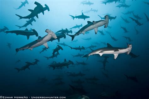 Liveaboard Diving in Cocos Island, Costa Rica | A Top Dive Destination