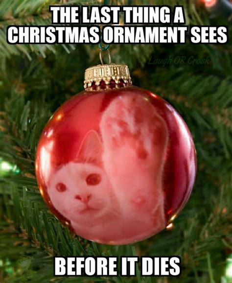 19 Cats Vs Christmas Tree Memes That All Cat Owners Can Relate To | Cuteness